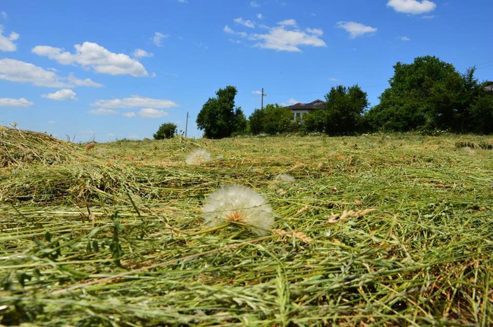 Balkana Village Kalaydzhii Exteriör bild